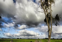 大棠紅葉2024|郊野公園楓香林紅葉情報網站上線 已更新紅葉指數.